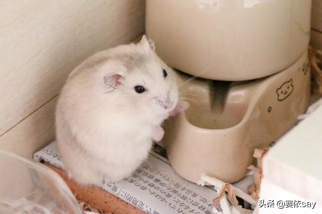 日本推主养了只小仓鼠，又团又圆的样子简直萌炸了！可爱到治愈！