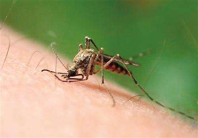 夏天蚊子多小孩痒一直抓怎么办,小孩夏天蚊子叮了痒怎么办