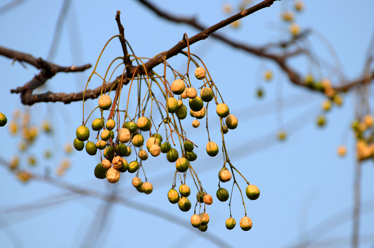 白菜受除草剂害怎么缓解,大白菜生虫用什么农药效果最好