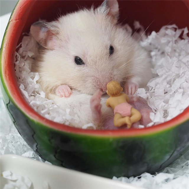 仓鼠怕人怕鼠怎么办,仓鼠怎样避开星期鼠