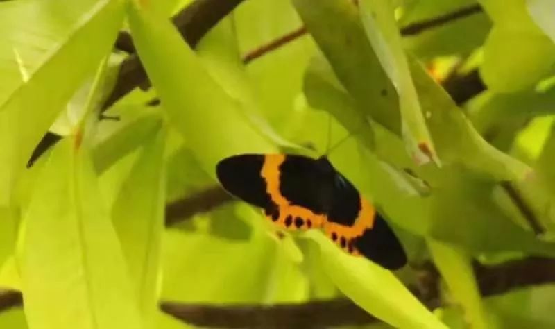 传说中的蛊虫真的有吗,传说中的扑棱蛾子