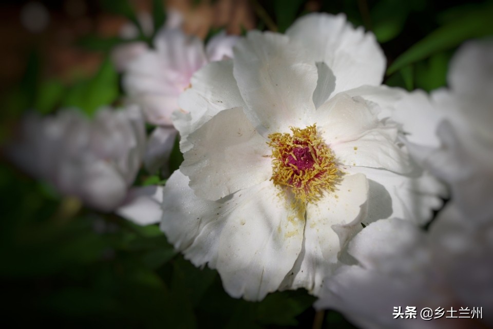 芍药花开的季节等你欣赏,芍药花开如诗如画