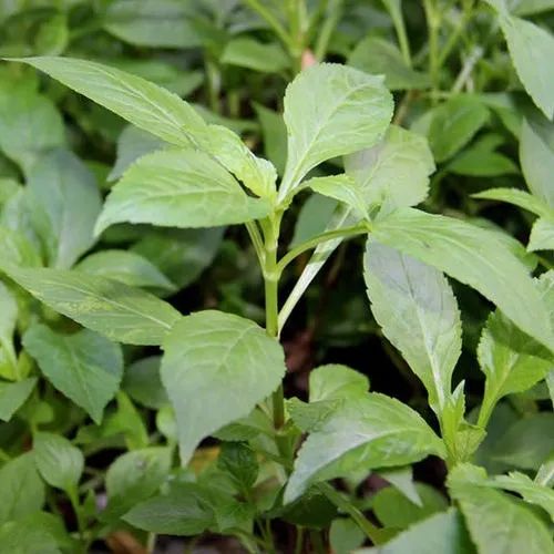 春季除湿食疗,春季除湿气