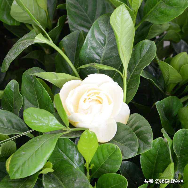 四季开花的香花植物,列举6种香花植物