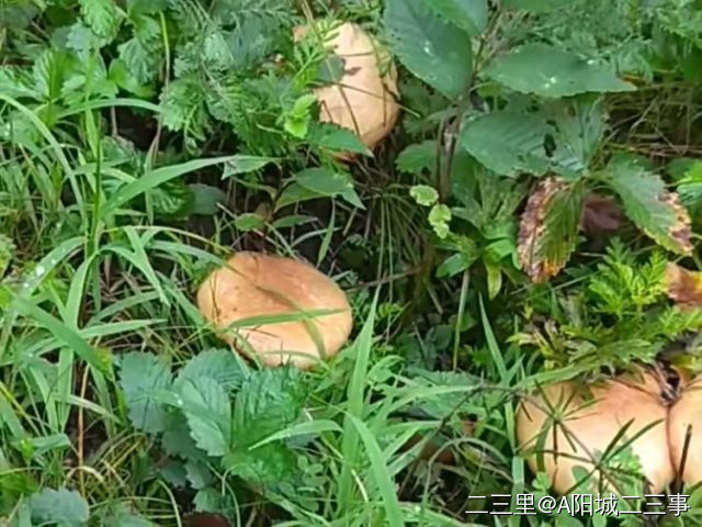 蘑菇前期怎么处理,黄蘑菇干有点苦是怎么回事