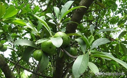 山竹种植方法全过程,山竹栽培技术要点有哪些