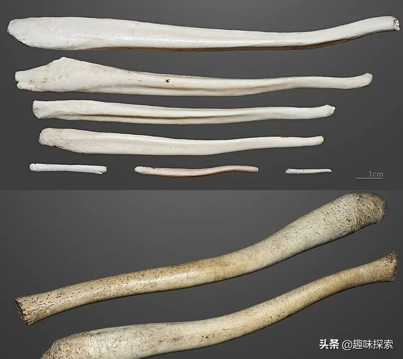 人类*亲近**存在阴茎骨,为何人类却褪去了,祖先经历了什么?