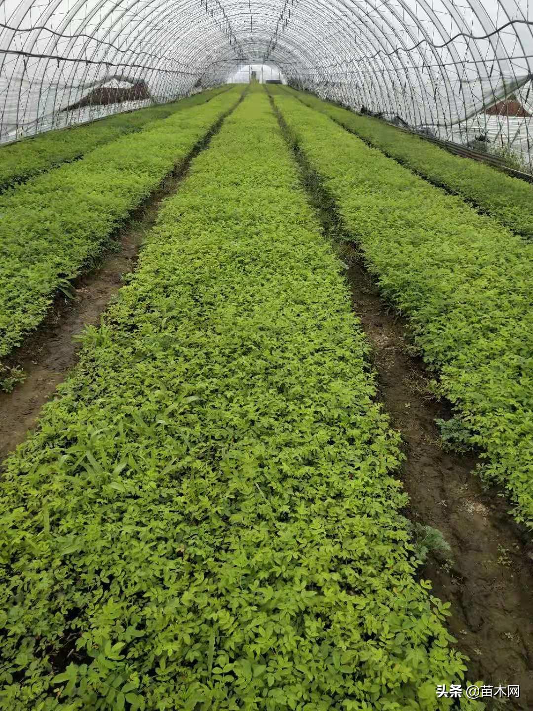 公司自己种植的苗木出售,种植苗木如何找销路