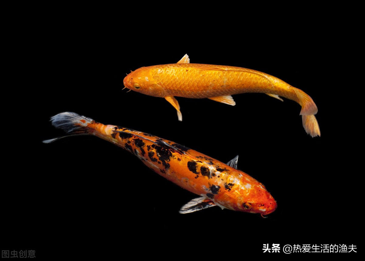 锦鲤不爱游动呆滞怎么回事,锦鲤不活跃不爱吃食是什么情况