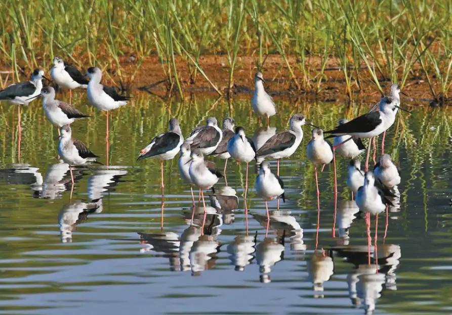 带上单筒望远镜吧！去南汇