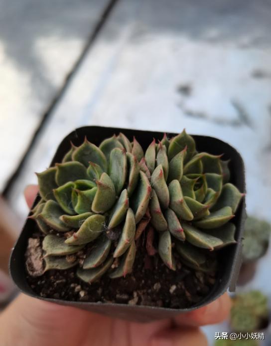 肉肉开箱专辑,肉肉开箱视频大全