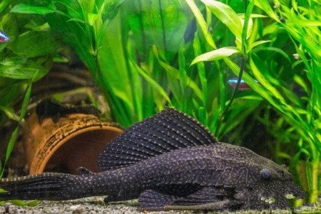 养龟入门基础知识视频,养龟知识大全集