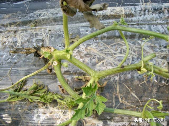 西瓜根腐病怎么办,西瓜根腐病什么样