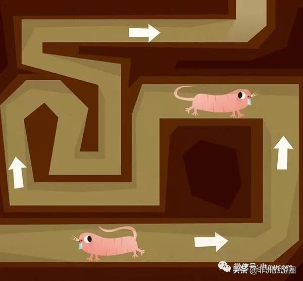 世界的全部动物,全世界的动物都有什么共同点