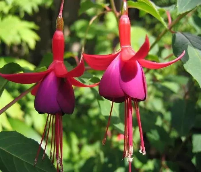 惊艳倒挂金钟,惊艳倒挂金钟图片