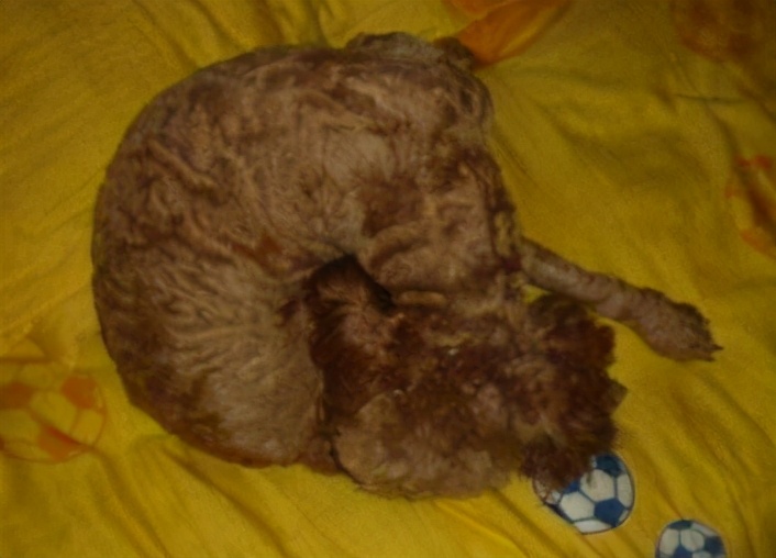 泰迪睡姿代表什么,泰迪的正确睡姿图解