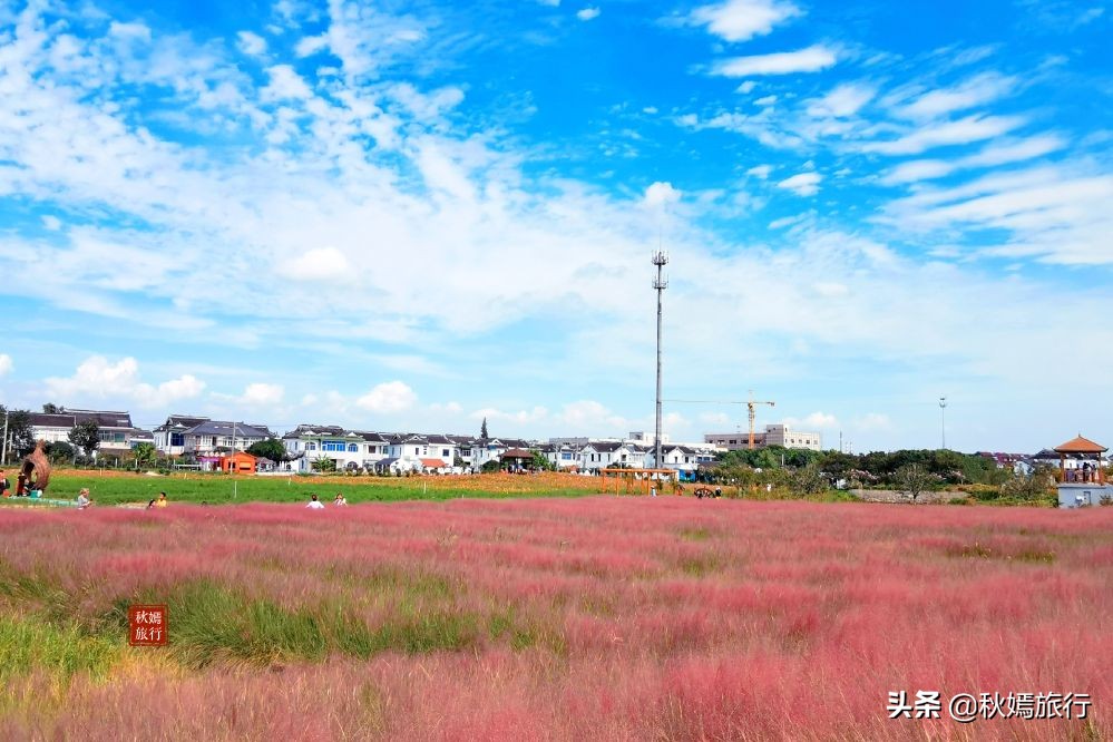 常熟粉黛花海景点,常熟市油菜花田