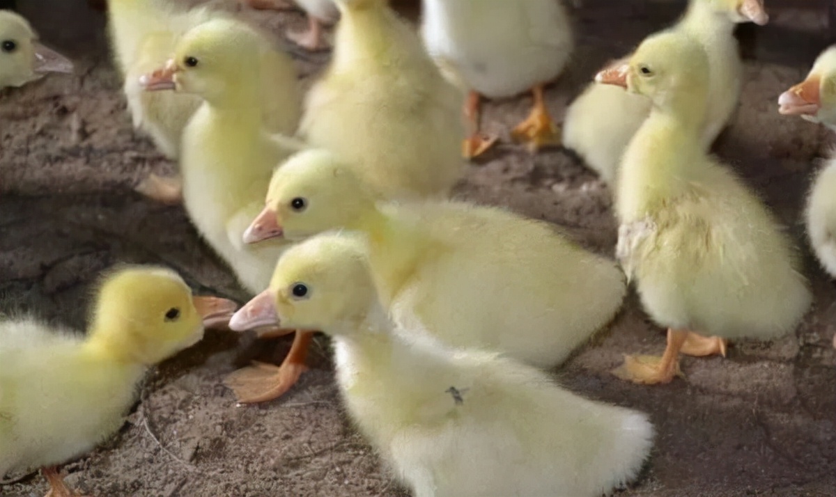 小鹅脚关节肿用什么药打针,小鹅脚肿关节肿怎么办