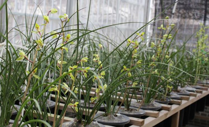 兰花上盆步骤详细演示讲解,兰花刚上盆几天可以浇水