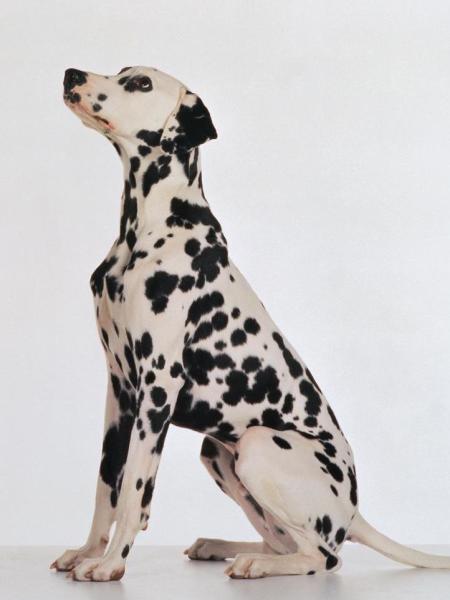 每日一犬,大麦町犬和小麦町犬的区别