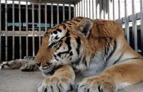 德州动物园野生动物,德州动物园动物们