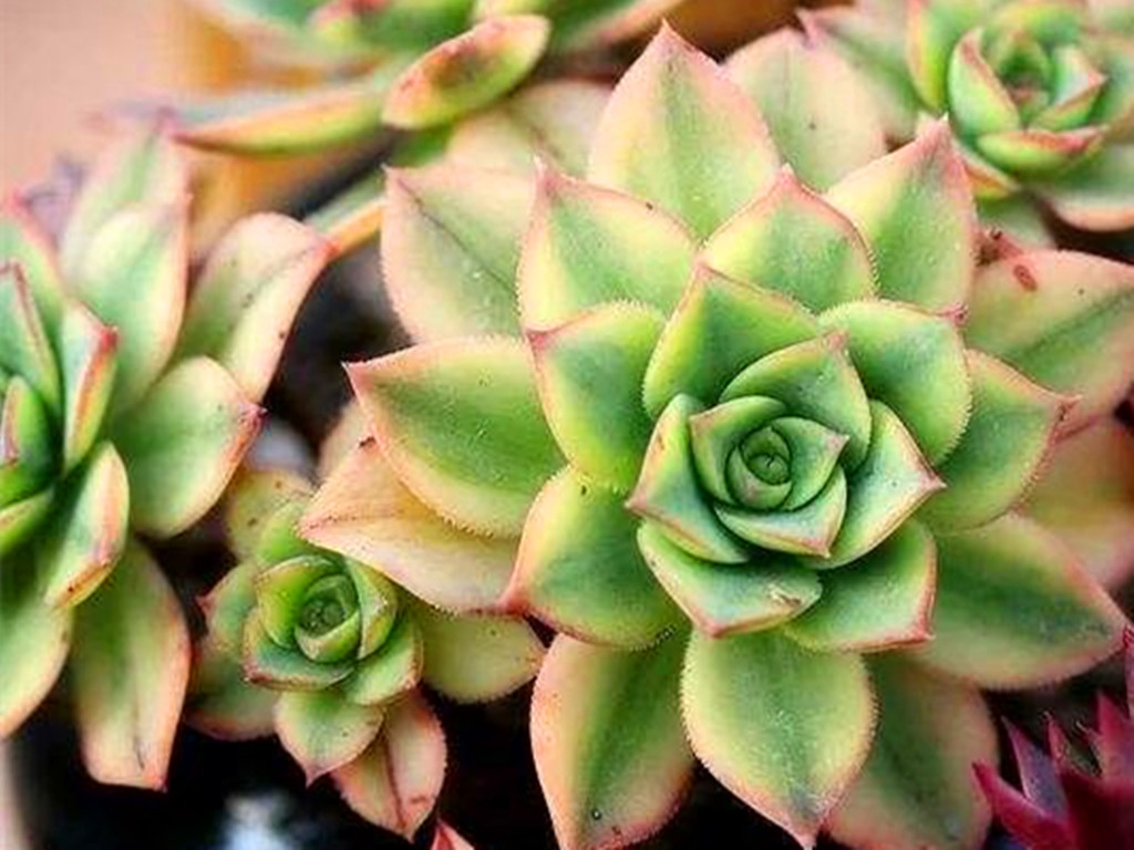 网购回来的多肉化水怎么办,多肉网购回来如何处理