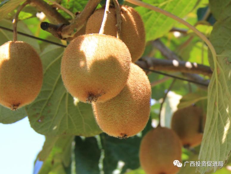 嫽扎咧！携手西部陆海新通道桂陕合作再谱新篇章——自治区投资促进局组队赴陕西开展“民企入桂”精准招商