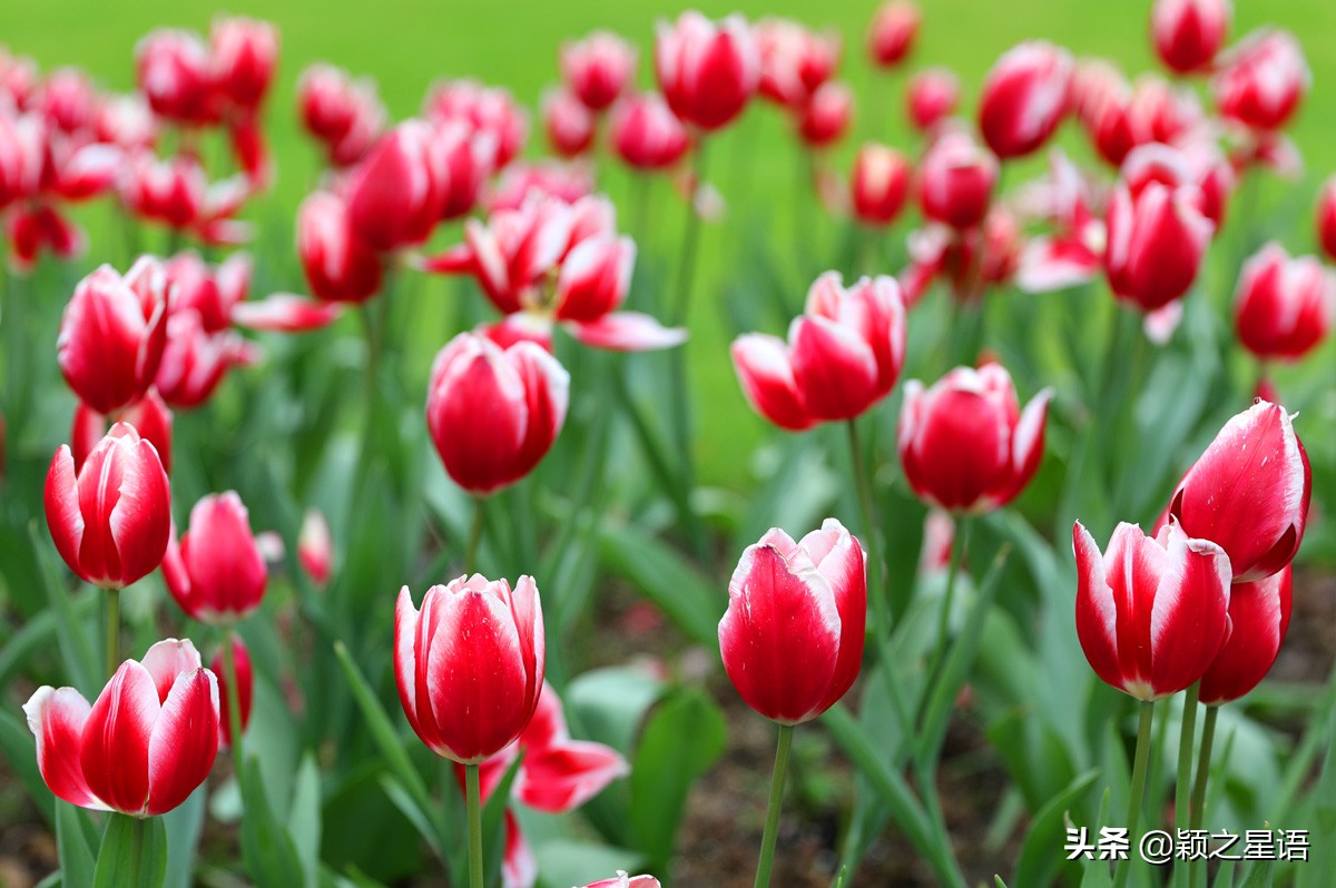宁波最大的郁金香基地,宁波郁金香在什么地方