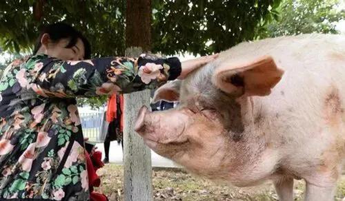 猪坚强可能即将走完生命旅程视频,猪坚强后继有人