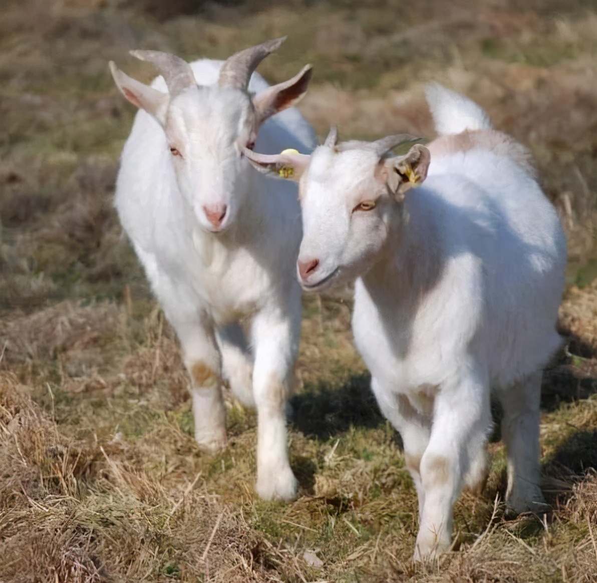 小羊出生难产或假死怎么处理？人工接生小羊羔必会的知识一起来学