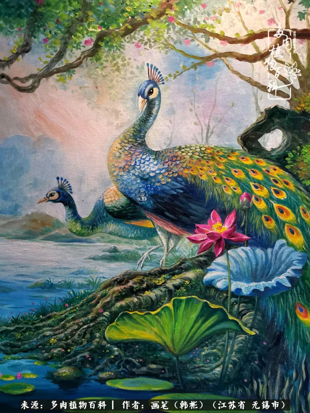 阳台多肉花园简直美翻了,适合男生养的多肉