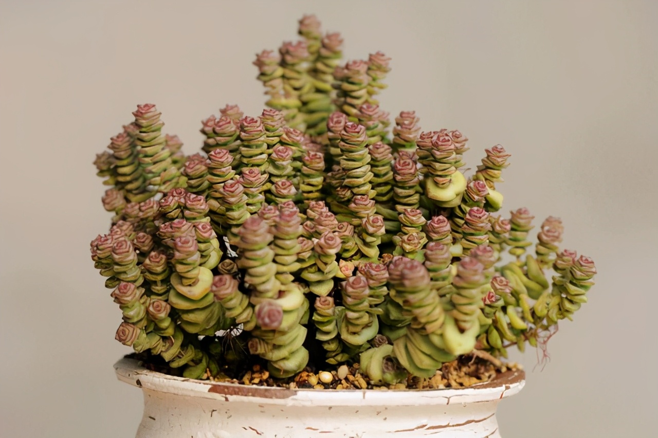 耐热多肉品种大全图片,夏季好养的多肉品种大全