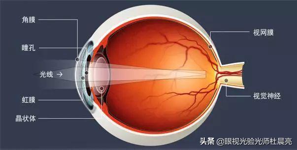 叶黄素对眼睛真的有效吗视频,叶黄素真的是眼黄金吗