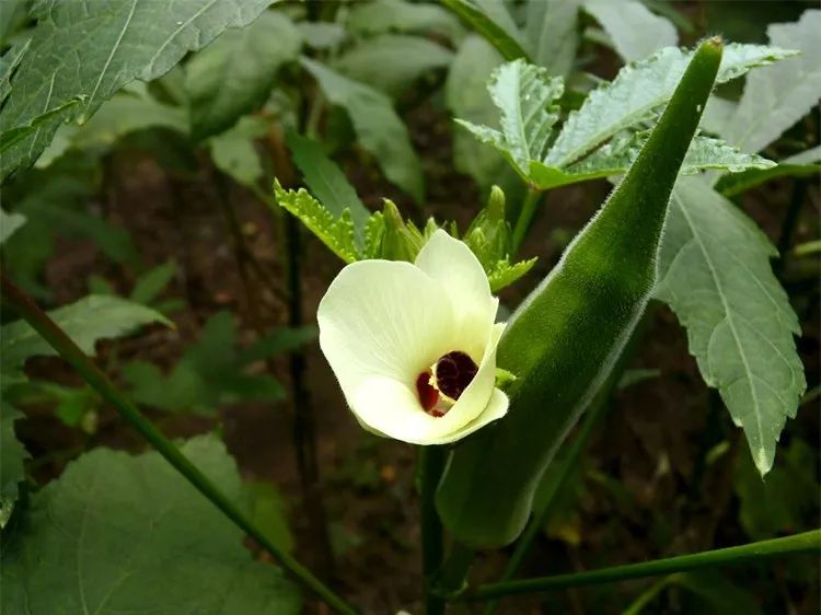 春天里的“植物黄金”！促消化强体质，这时孩子要多吃！