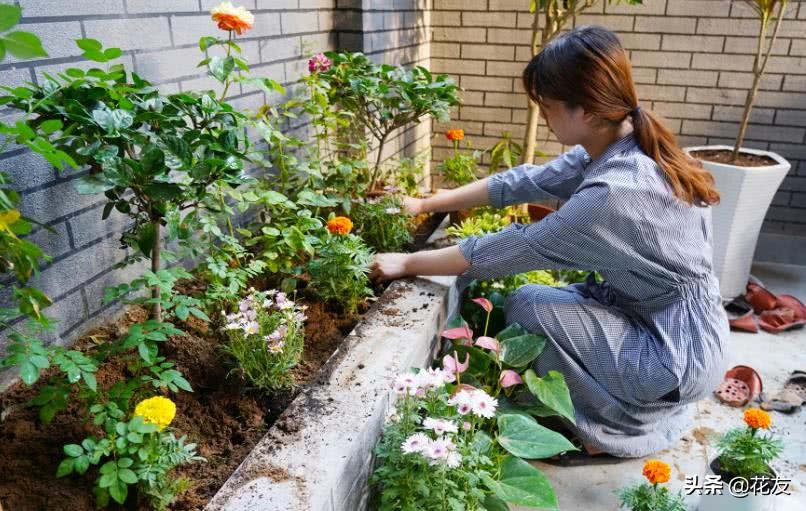 解除花卉药害的特效药,花卉叶片药害多久恢复