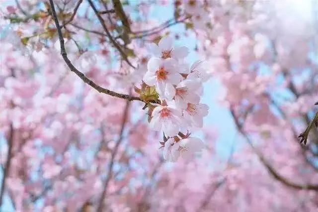 九天诗词2020春天诗词集雅第六集