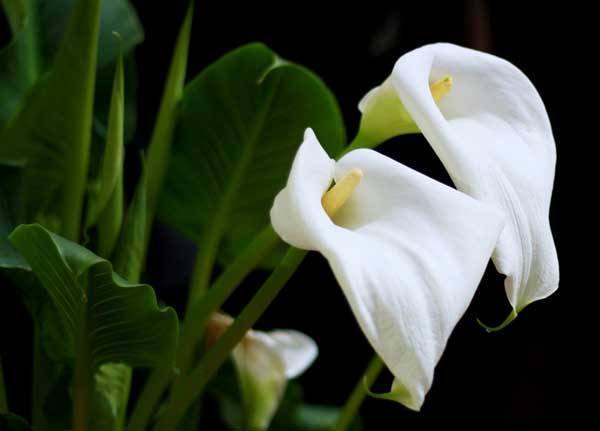 马蹄莲是马蹄开的花吗图片,叶子像马蹄的植物马蹄莲