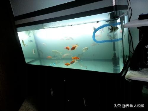 冷天饲养热带鱼电费高的吓人，该怎么办？