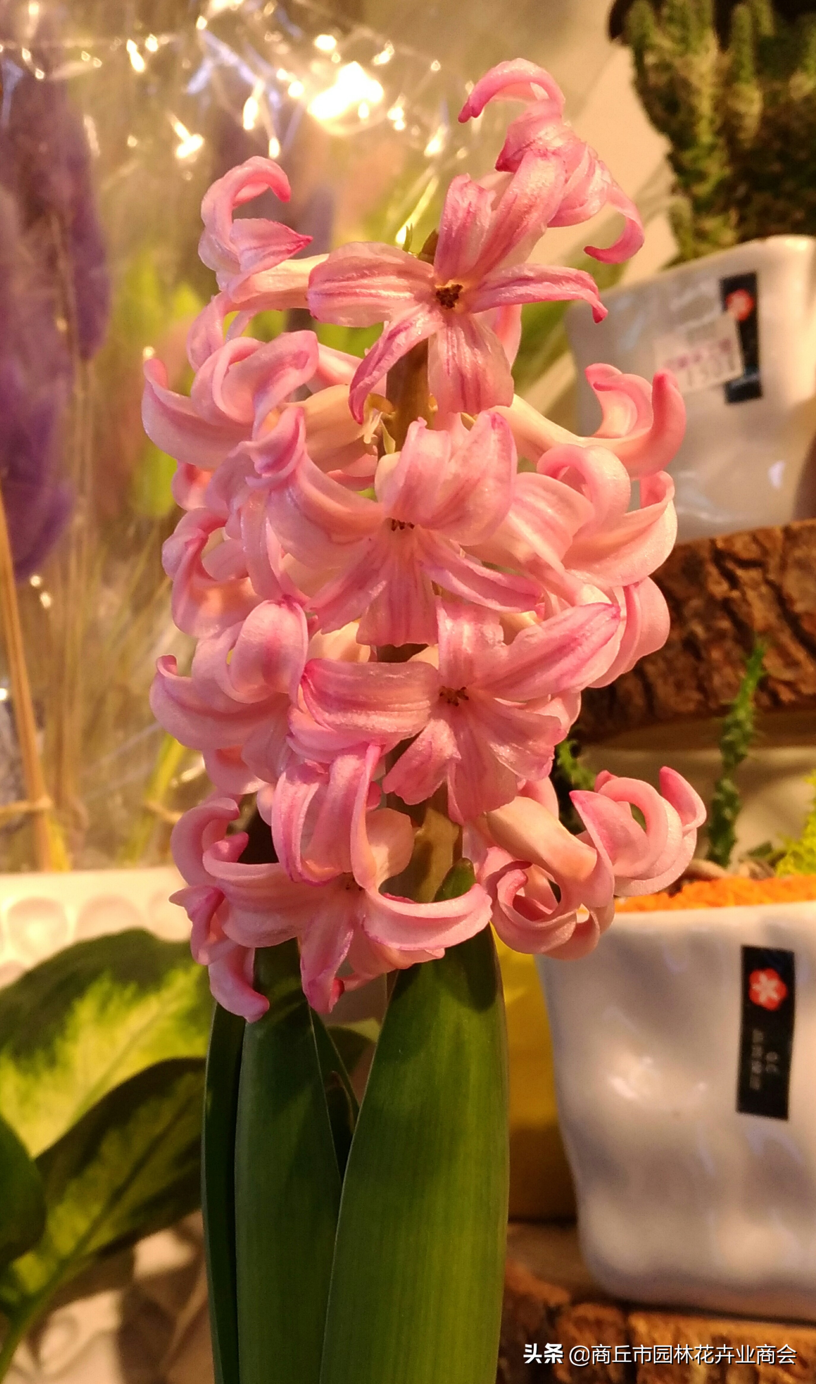 葡萄风信子种球要剥皮吗,风信子种球要不要剥皮