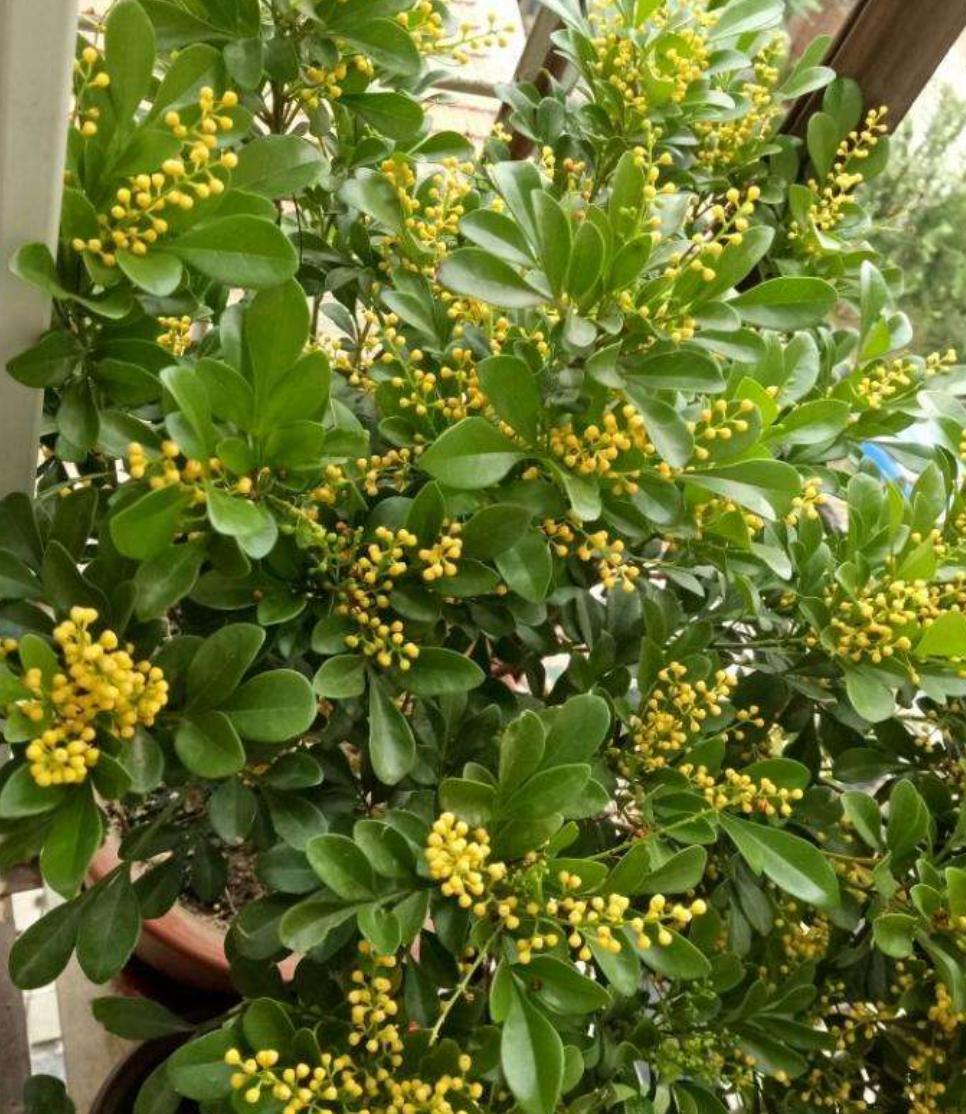 米兰有很多老枝怎么办,刚买的米兰换土的正确方法