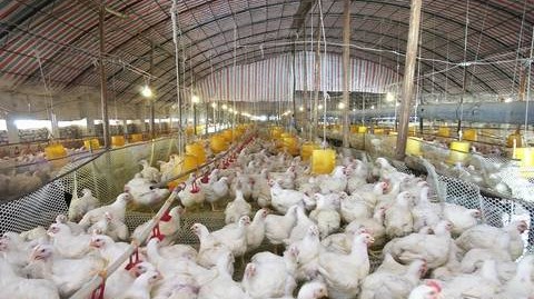 肉鸡养殖各个阶段用药流程,肉鸡养殖防治