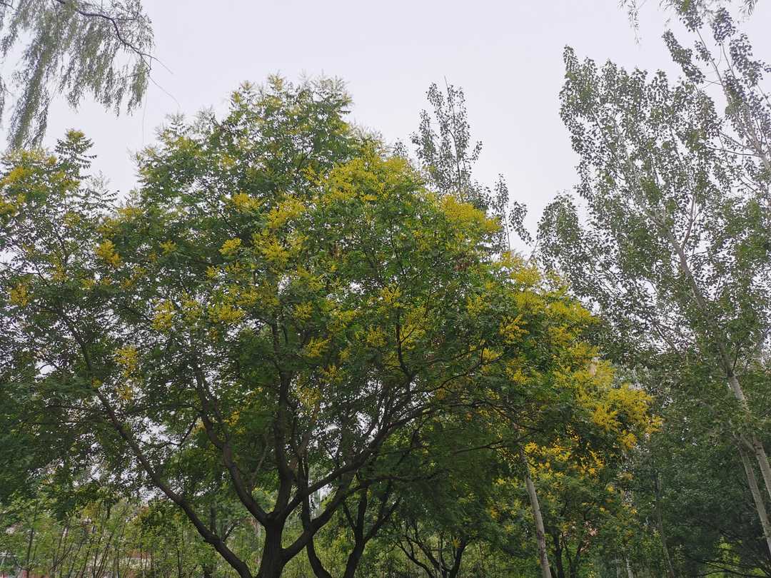 雨天地上的蚯蚓,晚上雨中蚯蚓是白色的