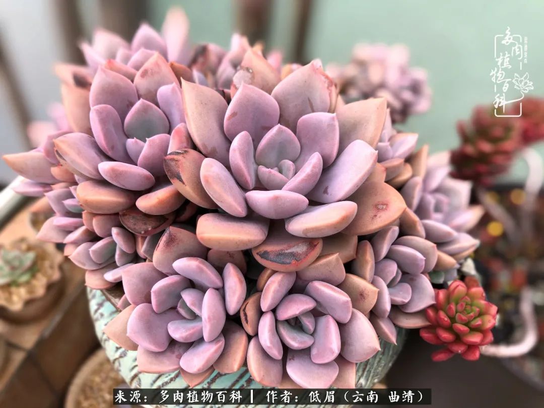 多肉怎么养度夏,多肉怎么养之度夏篇