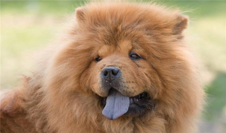 狗狗身上长小肉疙瘩是什么,狗狗长狗癣正常吗