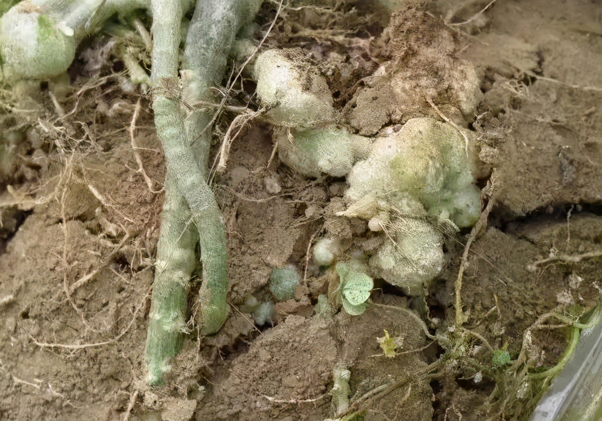 线虫的症状和防治方法,一般常见的线虫有哪些