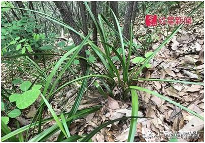 水母雪兔子为什么不能采摘,非法采摘水母雪兔子会有什么后果