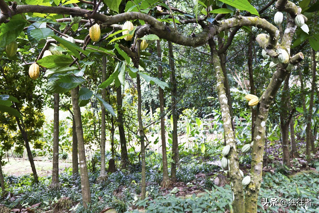 热带植物的百科全书，匪夷所思的植物王国，兴隆热带植物园