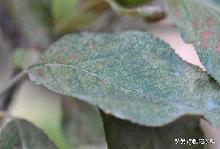 哪些红蜘蛛药能杀成螨,果树红蜘蛛最佳防治方案