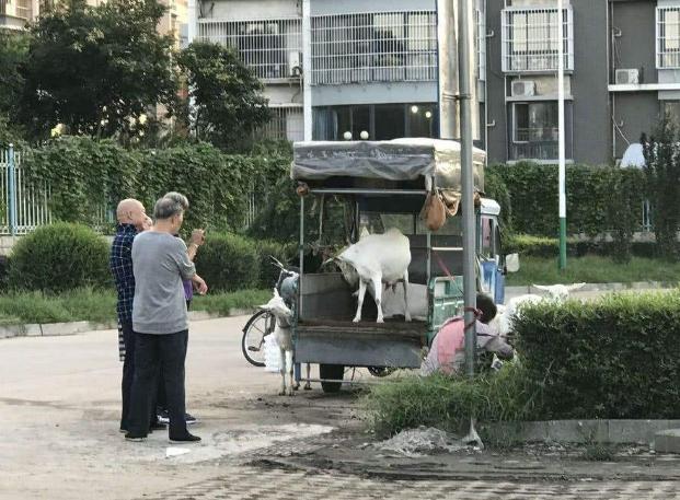 羊得布病羊奶能不能喝,羊得了布病怎么办羊奶还能喝吗