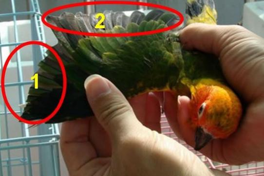 鹦鹉剪飞羽以后怎么训练,鹦鹉什么时候剪羽最好